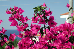 bourgonvilea